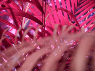 Pembe uzun yaprak dokusu ve doğal ticari sunum