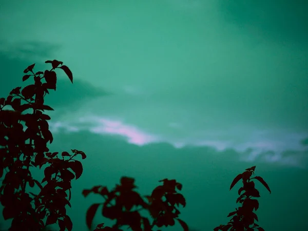 Quadro Céu Noite Cor Esverdeada Com Folhas Plantas Canto Escuro — Fotografia de Stock