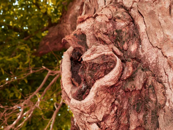 Träd Form Naturlig Bild För Kommersiell Presentation — Stockfoto