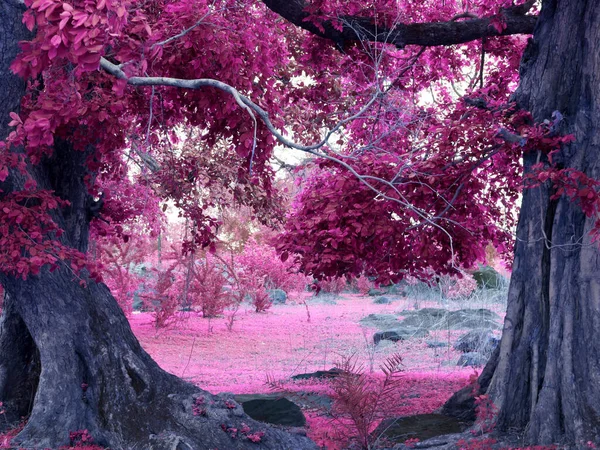 Zwei Violette Farbe Blätter Baum Zentrum Rahmen Wald Hintergrund — Stockfoto