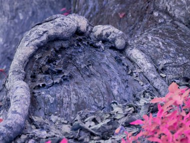 Ağaç kökleri ahşap şekilli, bulanık manzaralı yapraklar.