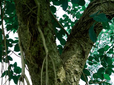 Kökleri ve dalları olan ağaç çerçevesinde yeşil yapraklar var.