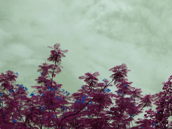 Cor Azulada Flor Árvore Imagem Metade Quadro Com Espaço Texto — Fotografia de Stock