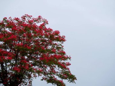 Gökyüzünde izole edilmiş güzel mikro çiçek ağacı beyaz arkaplan