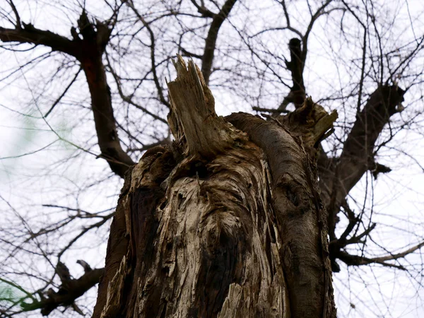 Étrange Arbre Bois Sec Avec Plusieurs Branches Derrière Vue Floue — Photo