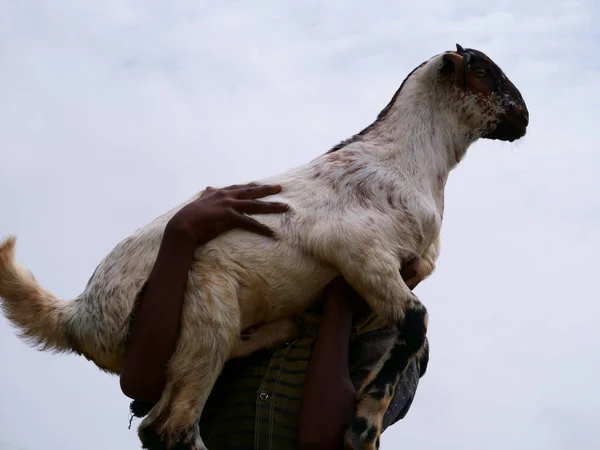 Village Boy Holding Goad Animal Hand Boy Hiding Self Face — Stock fotografie