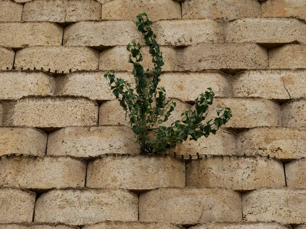 Green plant growth at cement constructed brick wall architecture background