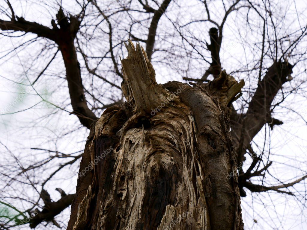 Strange tree dry wood with multiple branches behind blur view on sky backdrop