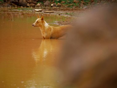 Hint köyü köpeği, taşın arkasındaki gölde duruyor..