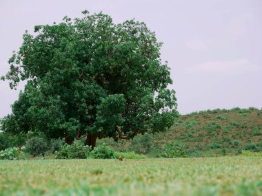 Sadece ağaç doğal gökyüzü arka planında sunulur.
