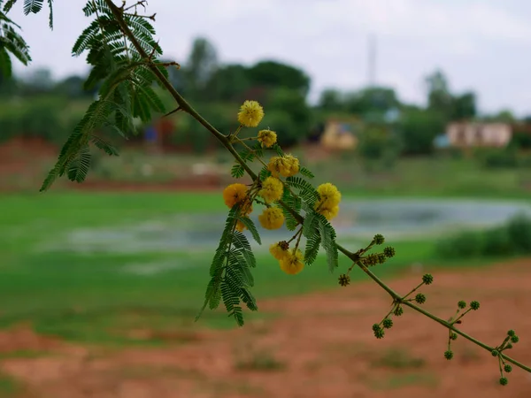 Petite Capsule Jaune Fleur Nature Vue Paysage Image — Photo