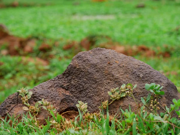 Steinfelsen Nahaufnahme Rund Grünes Gras Natur Feld — Stockfoto