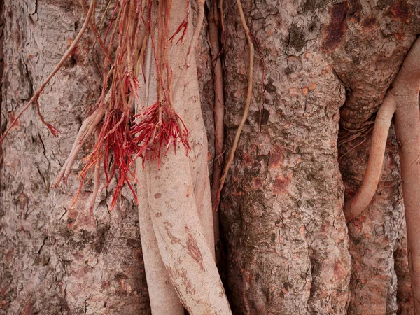 Racines Arbre Banyan Accrochées Une Branche Bois Vue Rapprochée Sur — Photo