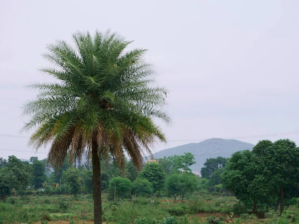Kokosnussbaum Präsentiert Auf Grünem Wald Natur Himmel Hintergrund — Stockfoto