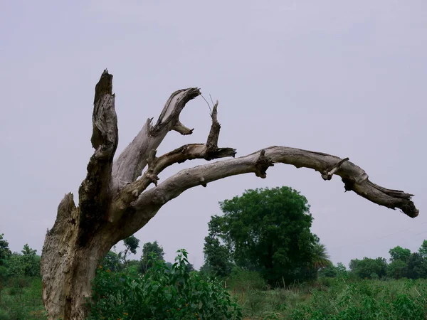 Struttura Albero Legno Secco Senza Foglie Presentata Sullo Sfondo Della — Foto Stock