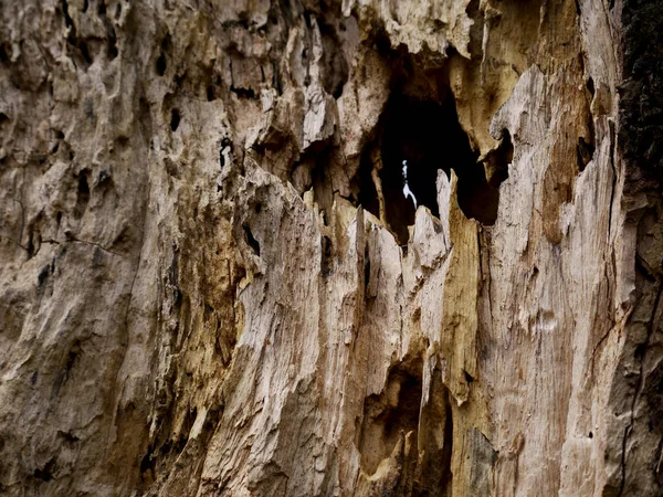 Tree wood structure in critical condition closeup nature damage concept.