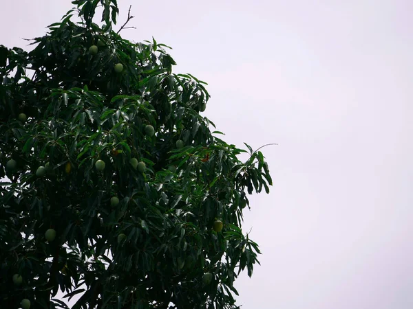 Schöner Mangogrüner Baum Mit Rohen Früchten Präsentation Himmel Hintergrund — Stockfoto