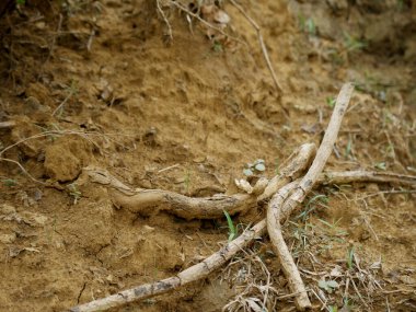 Yağmur mevsiminde toprak tarlasında sunulan kuru ahşap çubuk.
