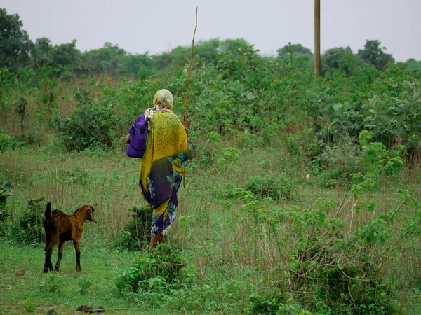 一位亚洲老太太在天空的背景下 拿着竹棍牵着山羊到森林里去 — 图库照片