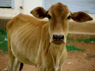 Güzel köy ineği önde, evcil hayvan görüntüsü dışarıda..