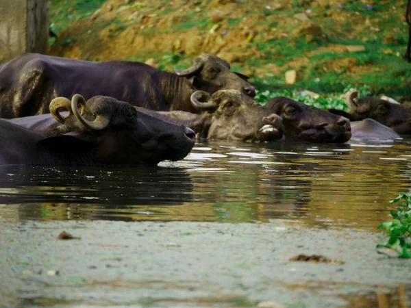 Gruppo Bufali Che Nuotano Sulle Acque Del Fiume Concetto Stile — Foto Stock