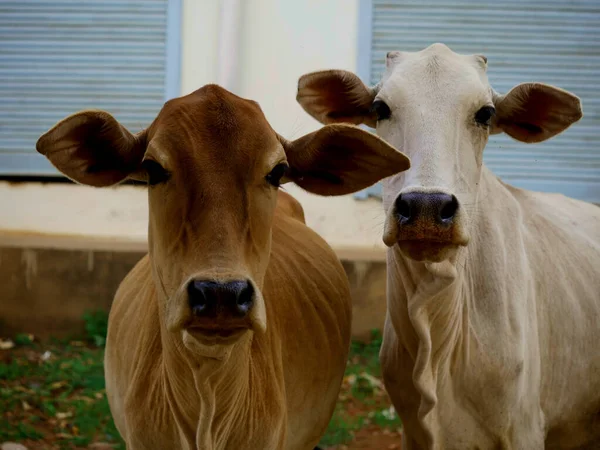 Due Mucca Compagnia Piedi Insieme Con Presentazione Amichevole — Foto Stock