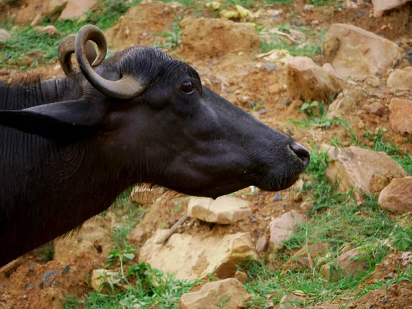 Testa Bufalo Presentato Sfondo Campo Verde Naturale Animale Domestico Presentazione — Foto Stock