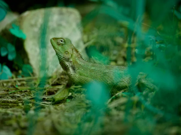 Las Kameleon Leżący Polu Trawy Środowisku Naturalnym — Zdjęcie stockowe