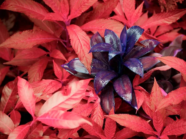 Purple leaves odd color around mixed natural background concept