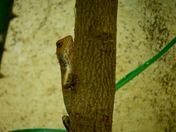 Chamäleon Klettert Auf Holz Baum Ast Weiße Wand Verschwimmen Hintergrund — Stockfoto