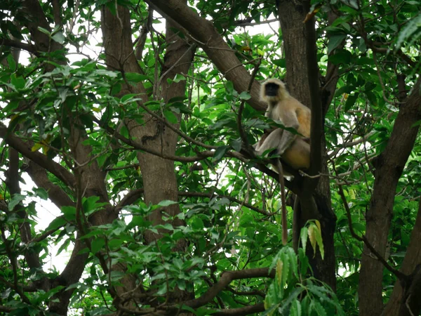 Preto Cara Macaco Assentos Sobre Árvore Ramo Olhando Frente Fundo — Fotografia de Stock