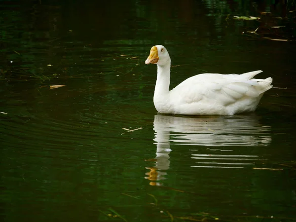 Pato Mirando Frente Mientras Nada Lado Del Agua Hermoso Fondo —  Fotos de Stock