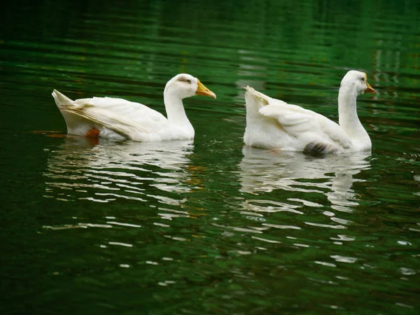 Zwei Enten Schwimmen Gemeinsam Auf Dem Wasser Des Sees Vor — Stockfoto
