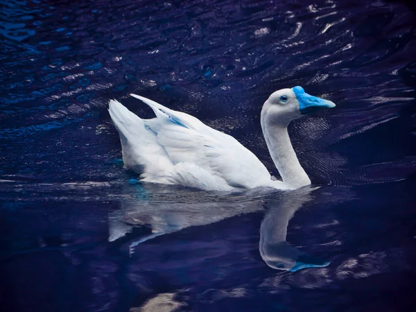 Eine Ente Schwimmt Allein Auf Dem Wasser Des Sees Vor — Stockfoto