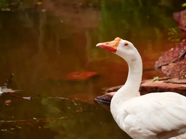 Single Duck Blickt Auf Der Linken Seite Auf Wunderschönes Natürliches — Stockfoto