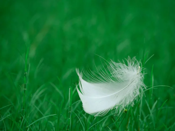 Білі Пташині Крила Ізольовані Зеленому Природному Трав Яному Полі — стокове фото