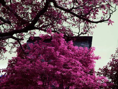 Taş tuğlalı tarih evi köşe manzarası gökyüzü arka planında doğal pembe ağaç yapraklarının arkasında.