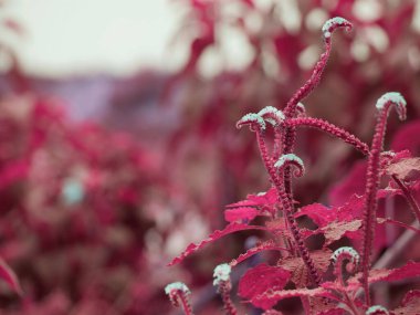 Beyaz çiçekli pembe bitki. Gün ışığında doğal arkaplan..
