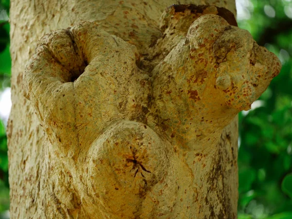 Bizarre Forme Paire Branches Arbres Présentés Fond Flou Herbe Verte — Photo