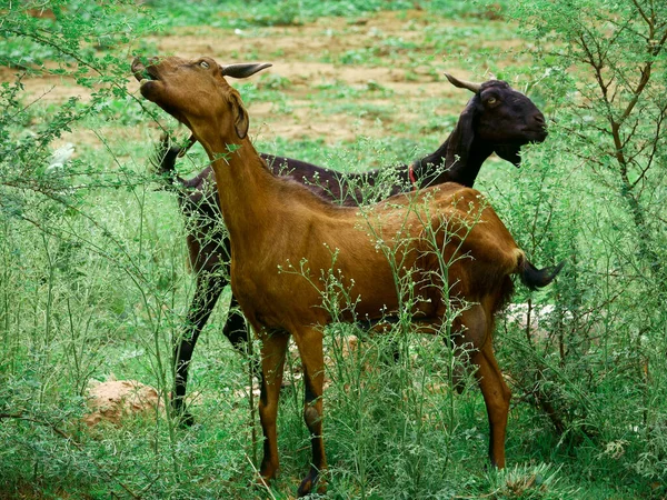 Due Capra Mangiare Erba Spina Foresta Area Campo Verde — Foto Stock