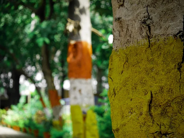 Gelbe Und Weiße Farbe Bemaltes Baumholz Präsentiert Park Hintergrund — Stockfoto