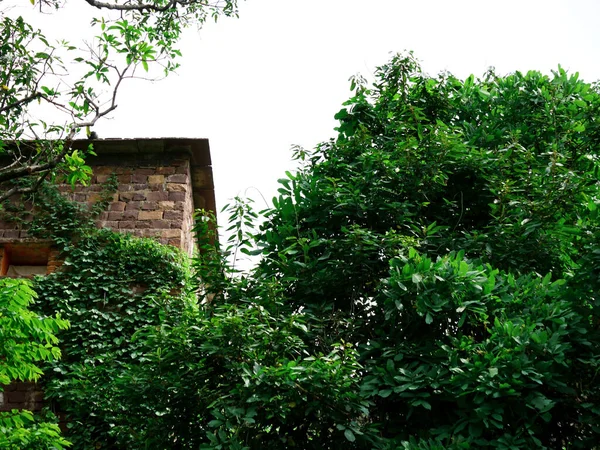 Stone brick ancient house side corner view behind natural green tree leaves at sky background.