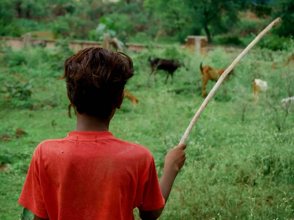 Хлопчик Пастух Тримає Палицю Дивлячись Ссавці Зелений Ліс Поданий — стокове фото