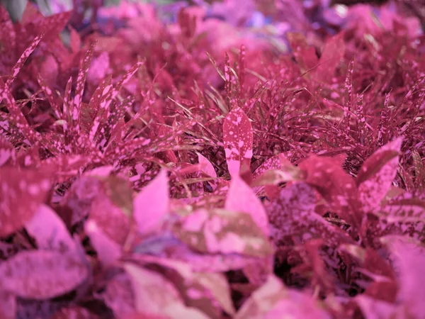 Красивые Фиолетовые Листья Естественном Фоне — стоковое фото