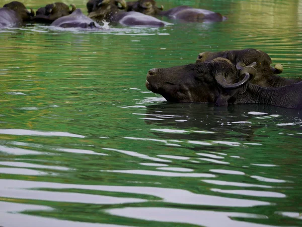 Doppia Buffalo Nuotare Insieme Acqua Lago Verde Immagine Concetto Fauna — Foto Stock