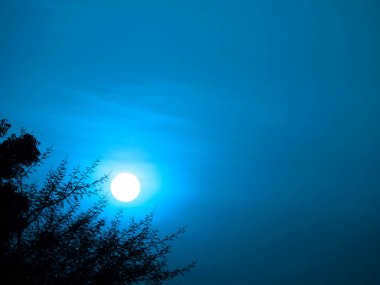 Sol köşede ağaç silueti doğa mavi gece gökyüzü arkaplanlı sunumu.