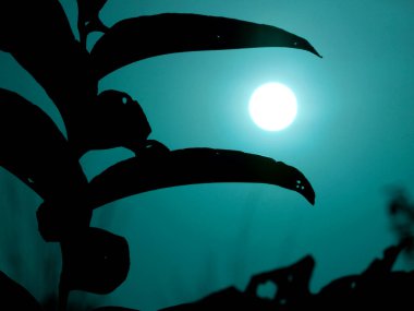 Yapraklar arasında sunulan güzel günbatımı, doğal konsept görüntü