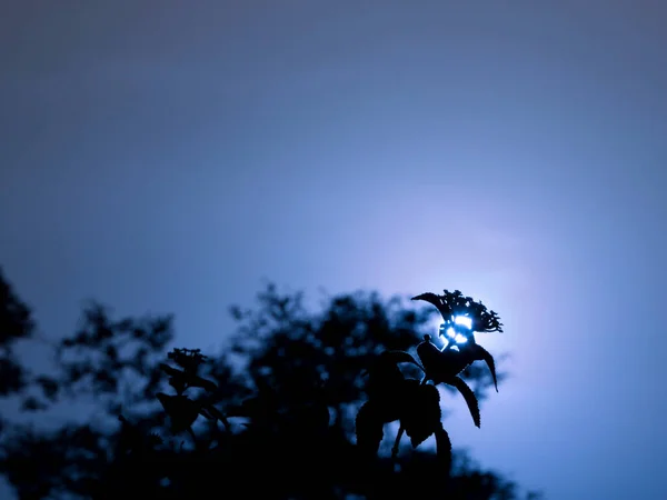 Agradável Silhueta Flores Plantas Apresentando Redor Azulado Céu Noite Fundo — Fotografia de Stock