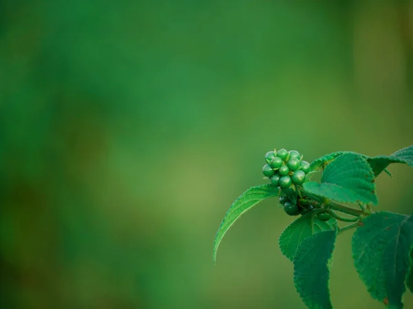 Sublime Blütenpflanzen Knospen Präsentieren Isoliert Bei Unscharfem Grünen Hintergrund — Stockfoto