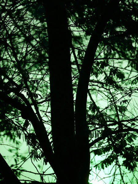 Silhueta Árvore Escura Natureza Apresentação Com Fundo Céu — Fotografia de Stock